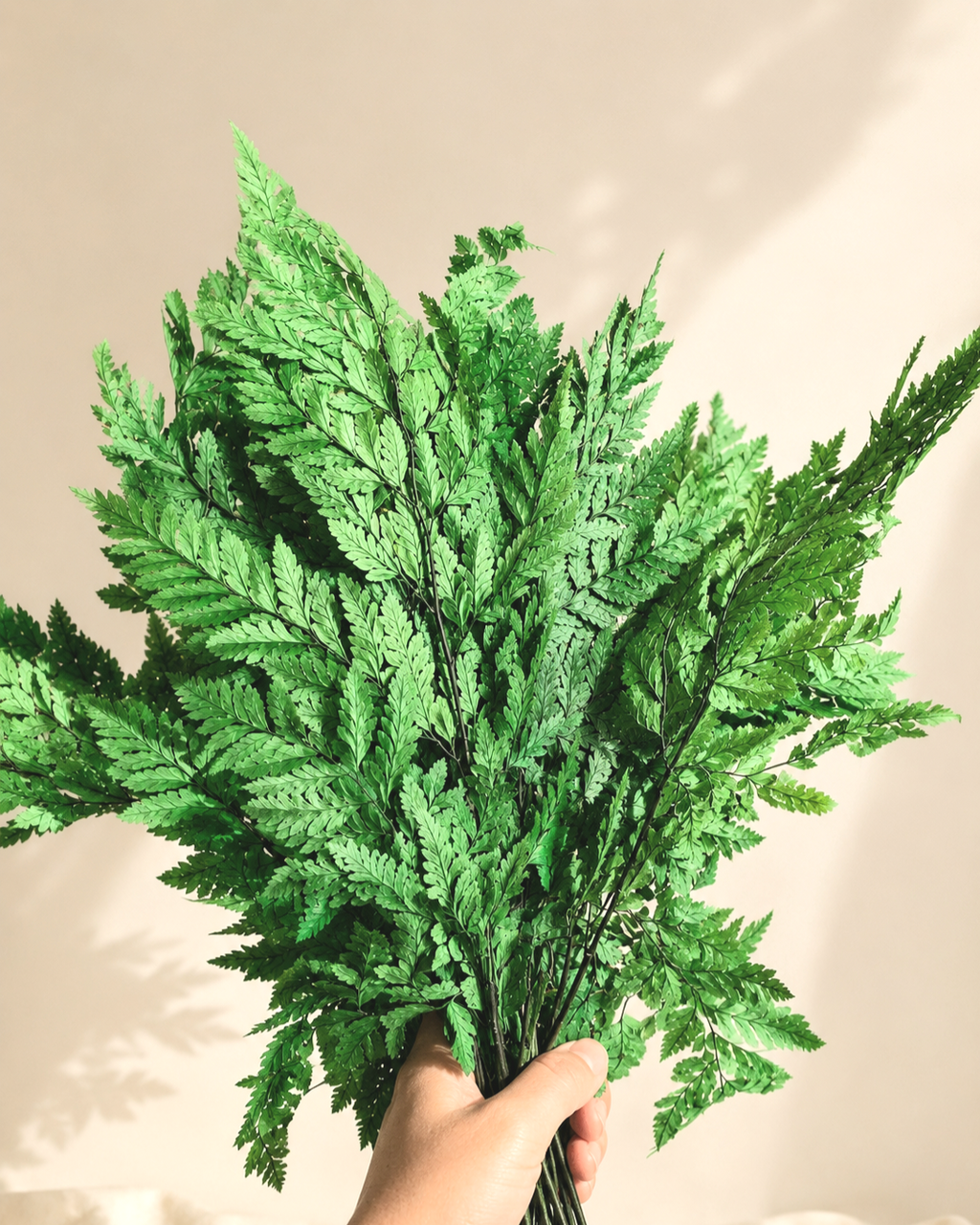 Dried Leatherleaf Fern