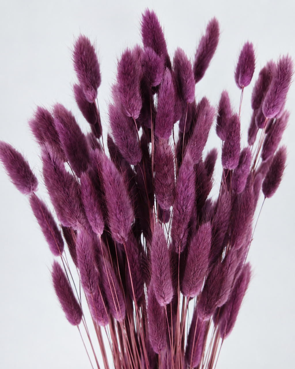 Purple Bunny Tail Grass