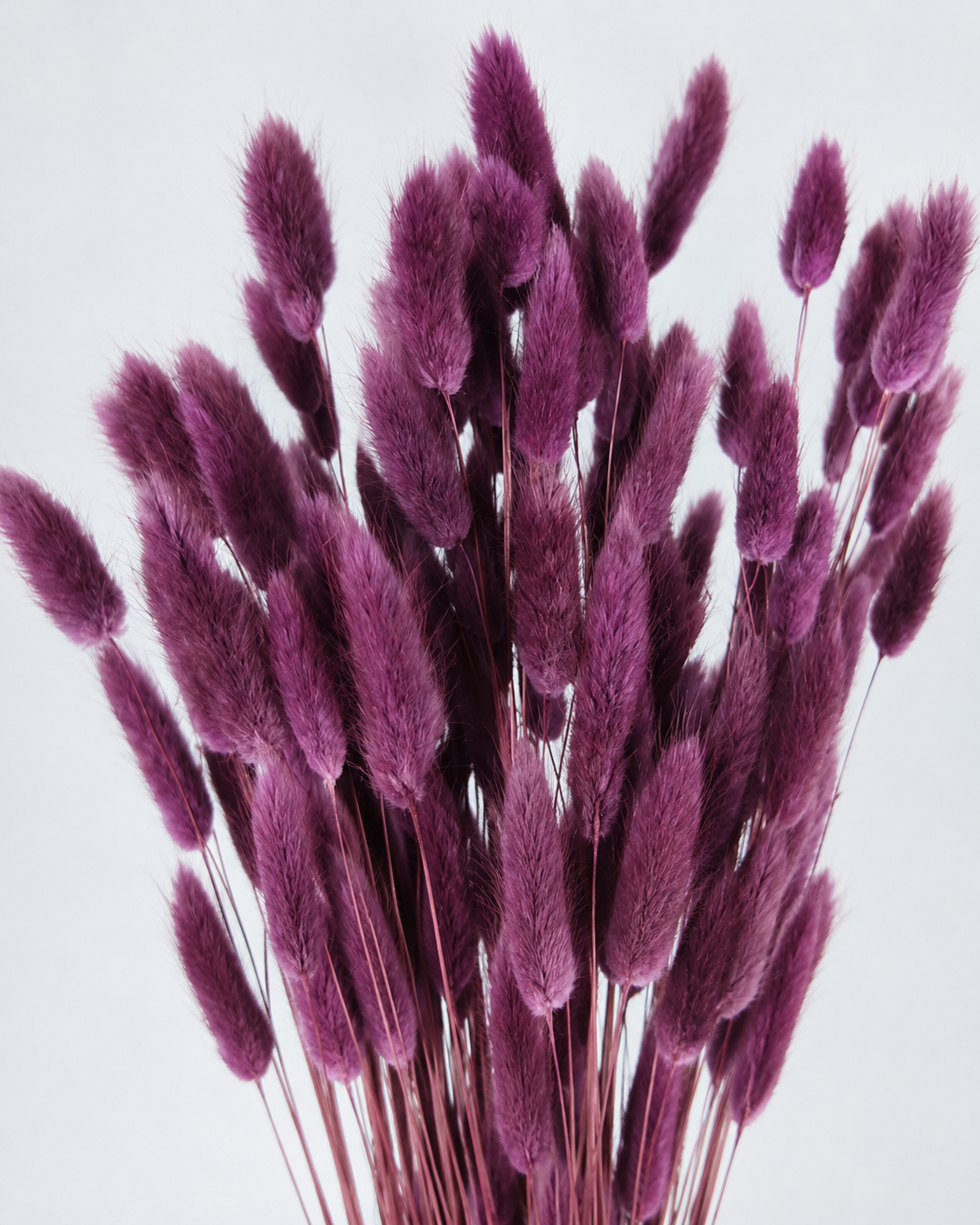 Purple Bunny Tail Grass