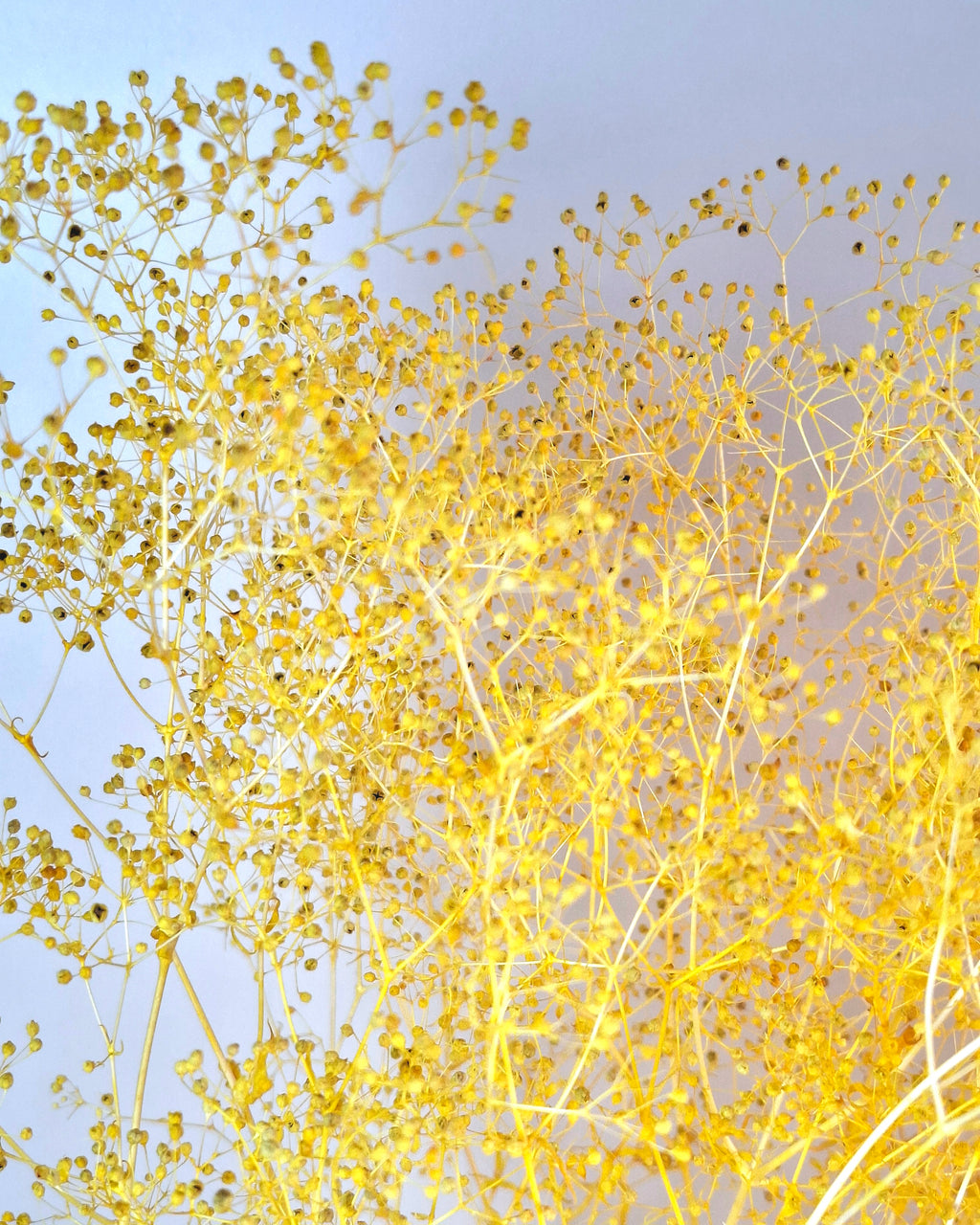 Yellow Preserved Gypsophila Stems
