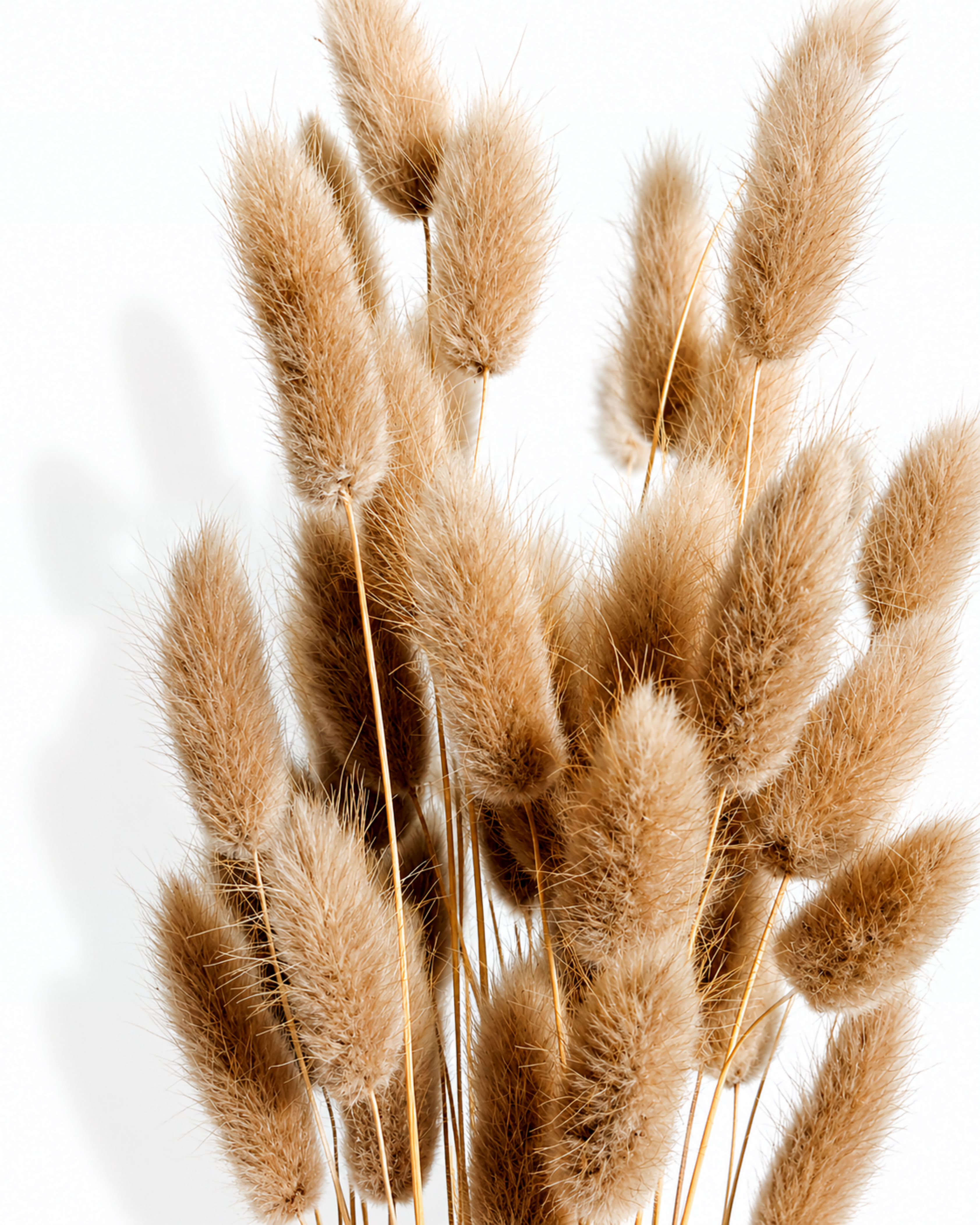50 cm long stabilized caramel brown lagurus bouquet for minimalist Scandinavian home decoration