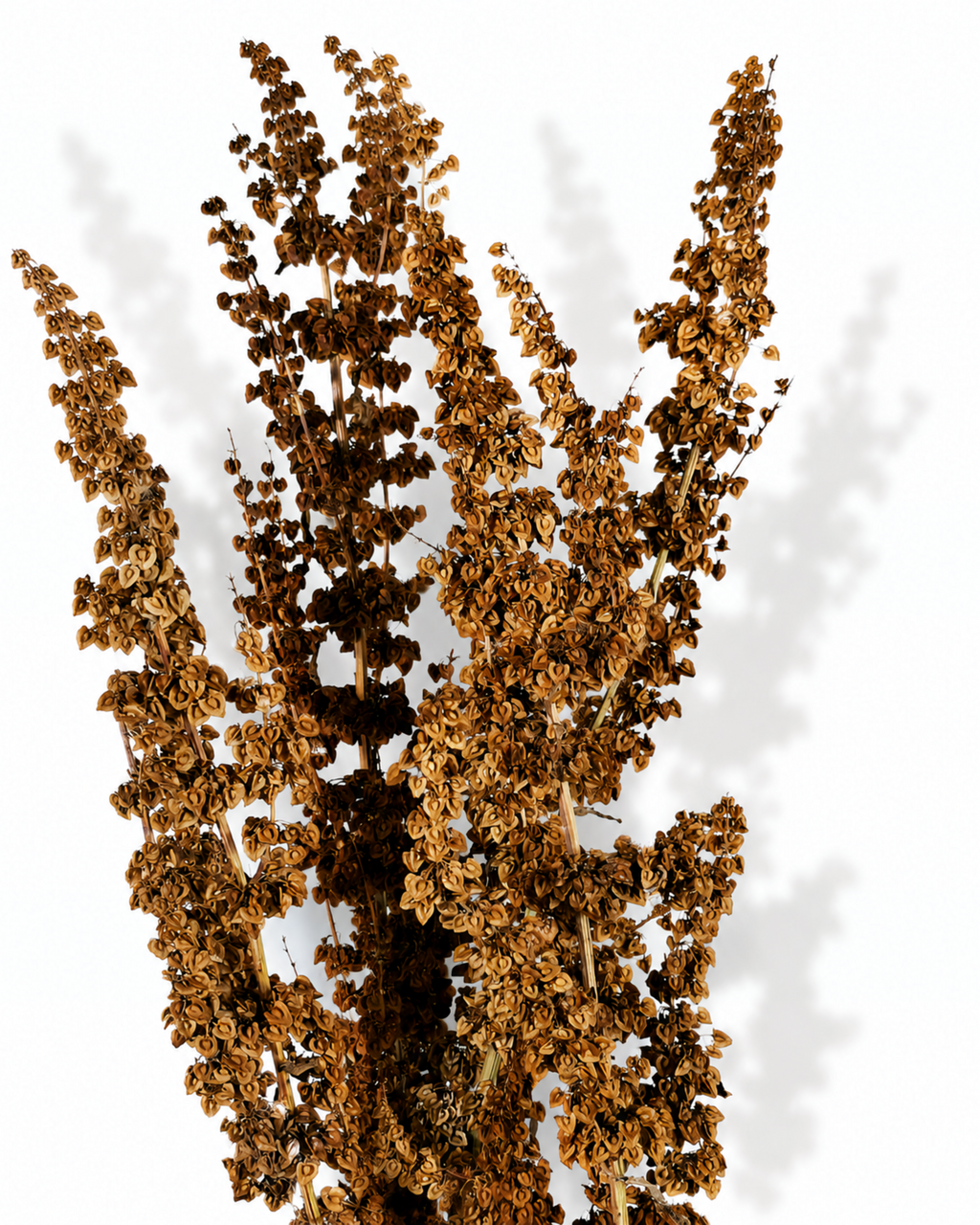 Close-up view of 5 natural brick brown wild dock stems showing dense copper-terracotta seed plumes.
