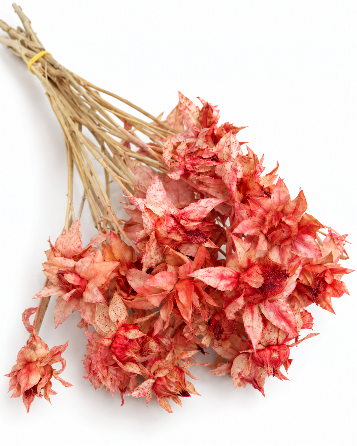 Hastes de Cártamo Rosa Blush