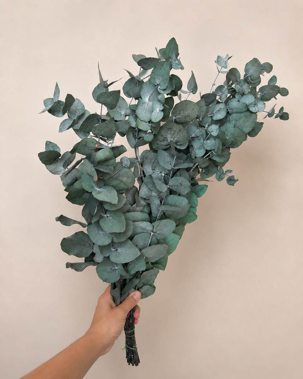 Preserved Eucalyptus Cinerea Stems