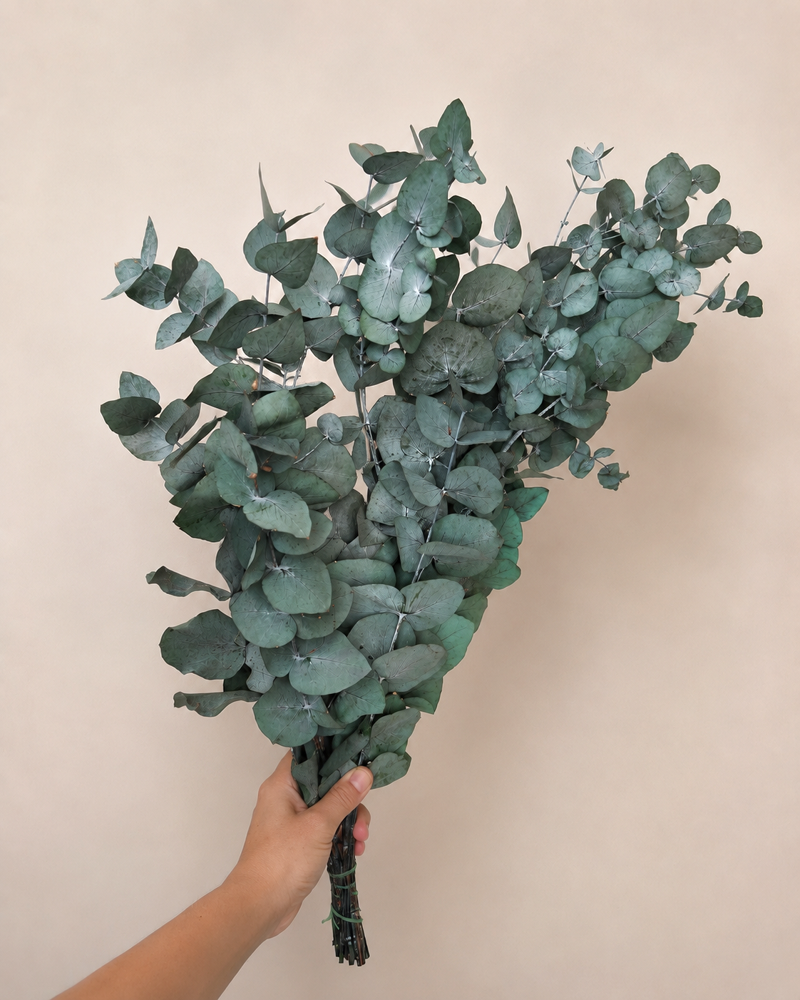 Preserved Eucalyptus Cinerea Stems