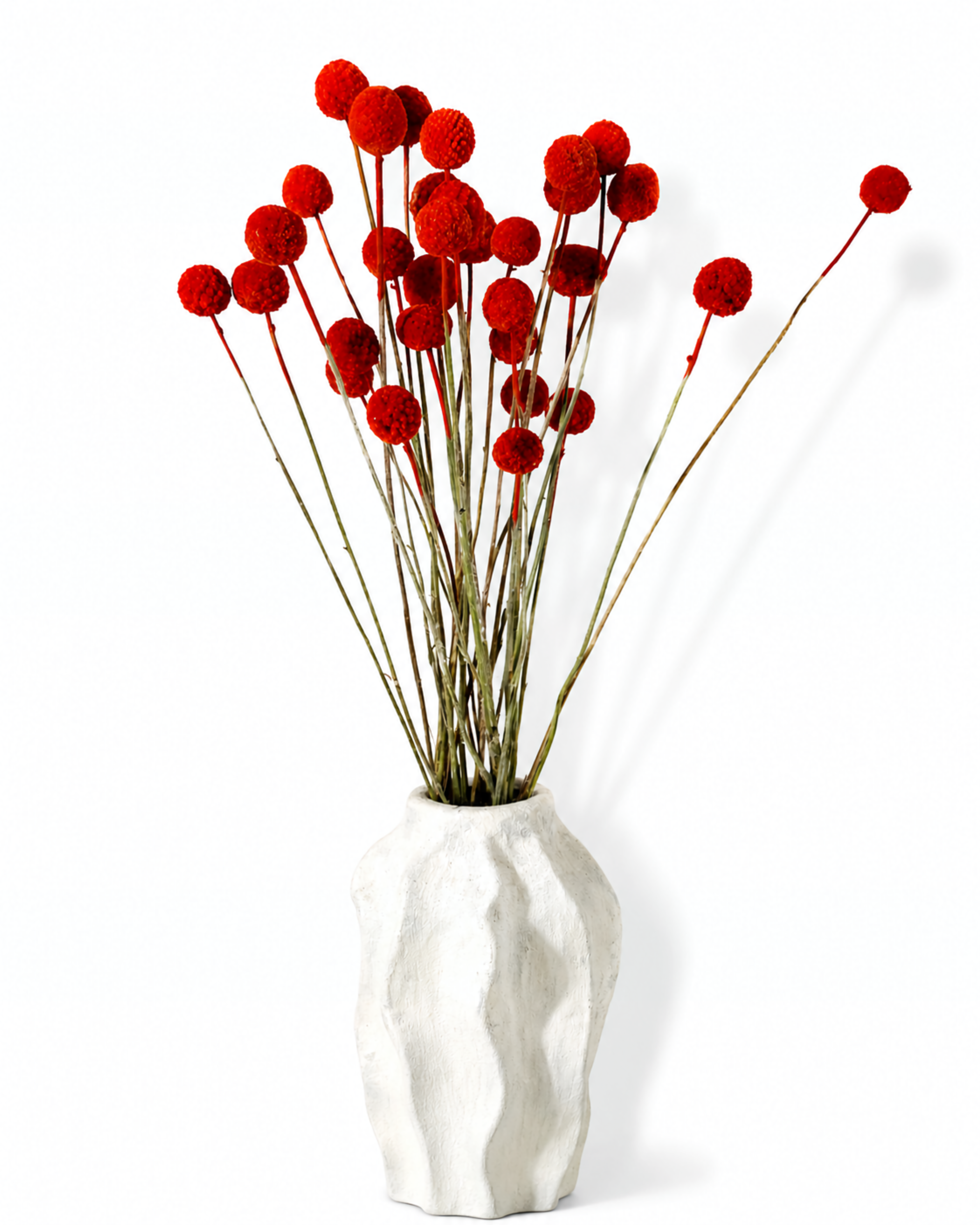 A bundle of long bright red craspedia stems styled upright in a white ceramic vase.
