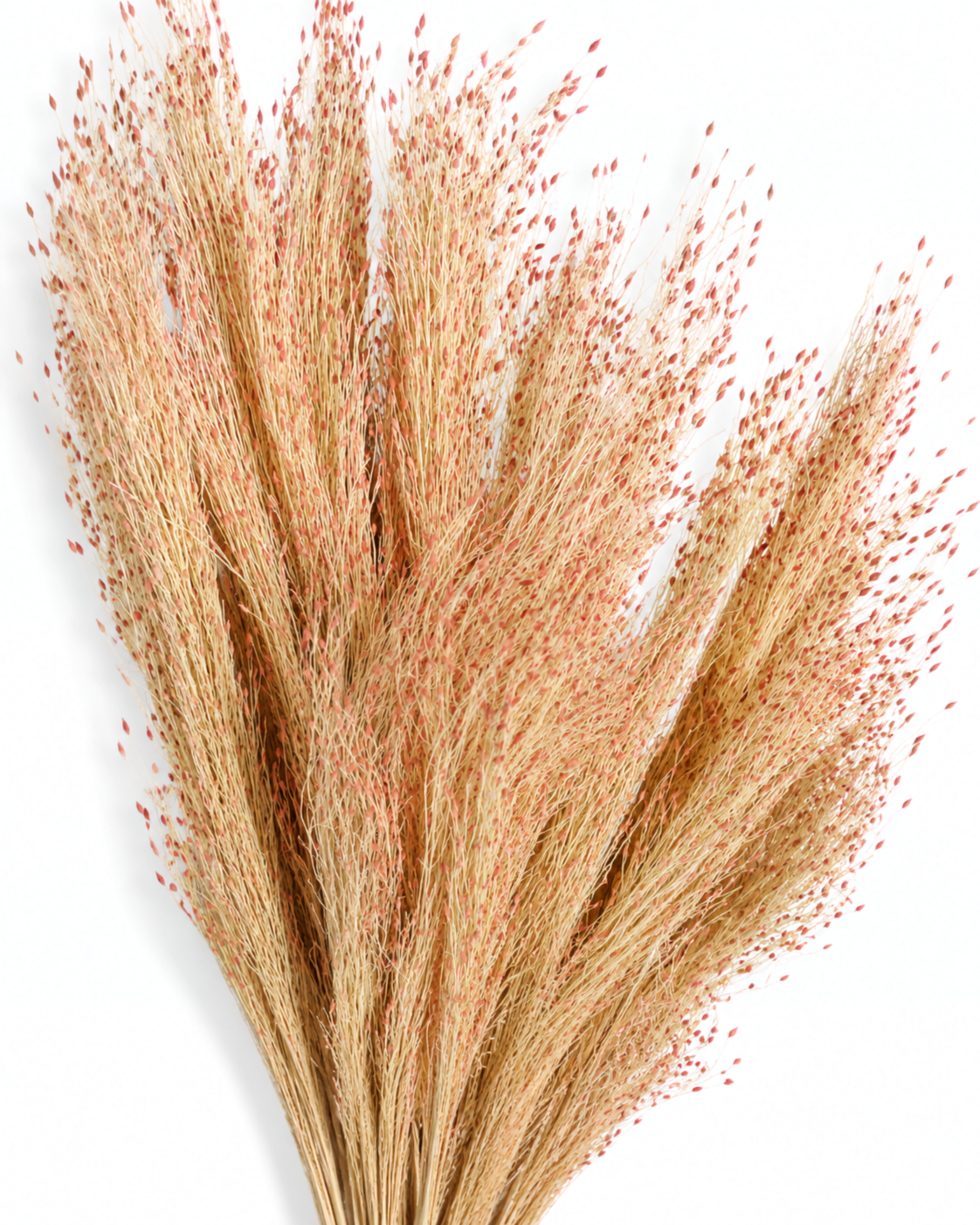 A fan-shaped bouquet of natural dried red Panicum grass displaying its airy, cloud-like volume and soft pinkish-beige shade against a plain white studio backdrop.
