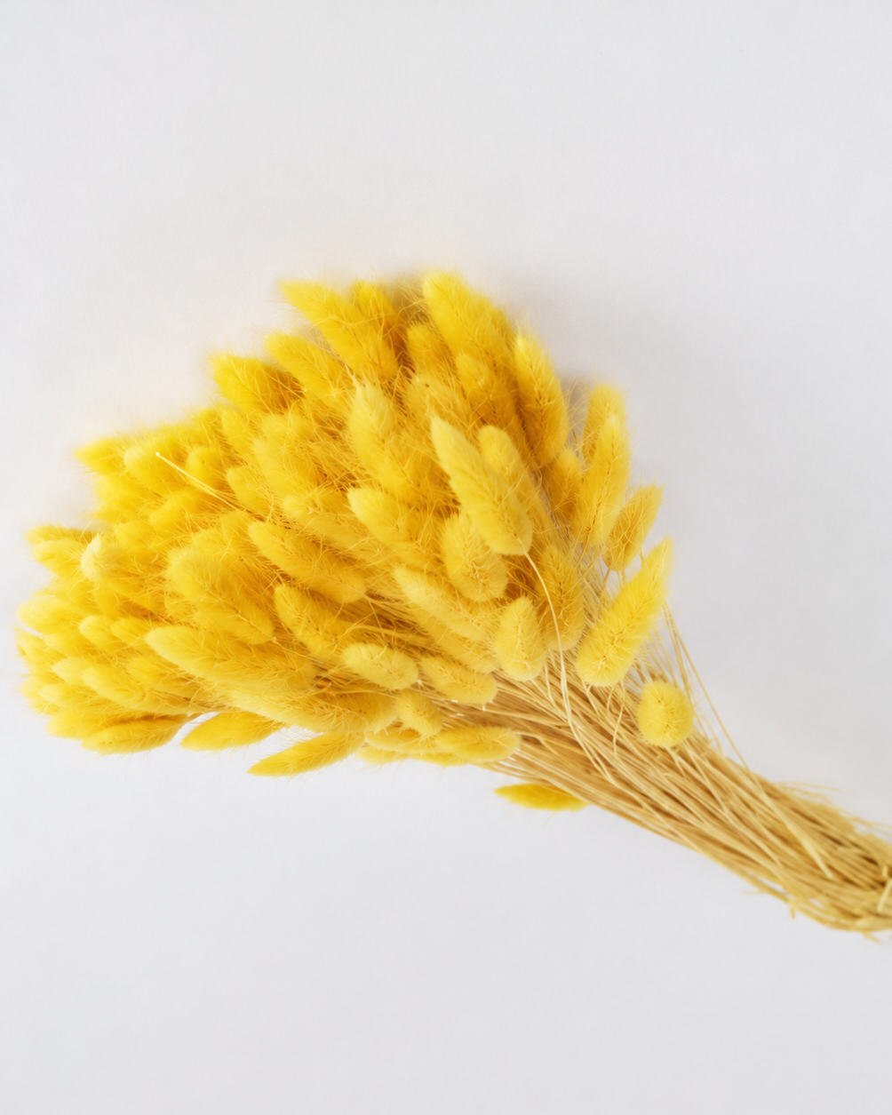 Yellow Bunny Tail Grass