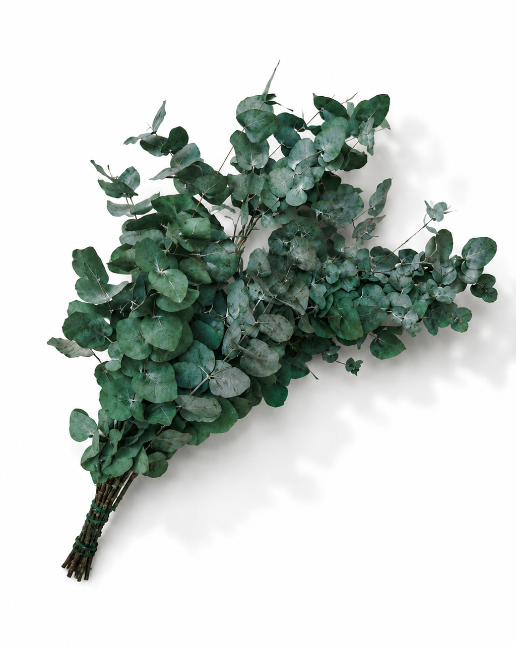A full, dense bunch of premium preserved Eucalyptus Cinerea stems showing soft round green leaves.
