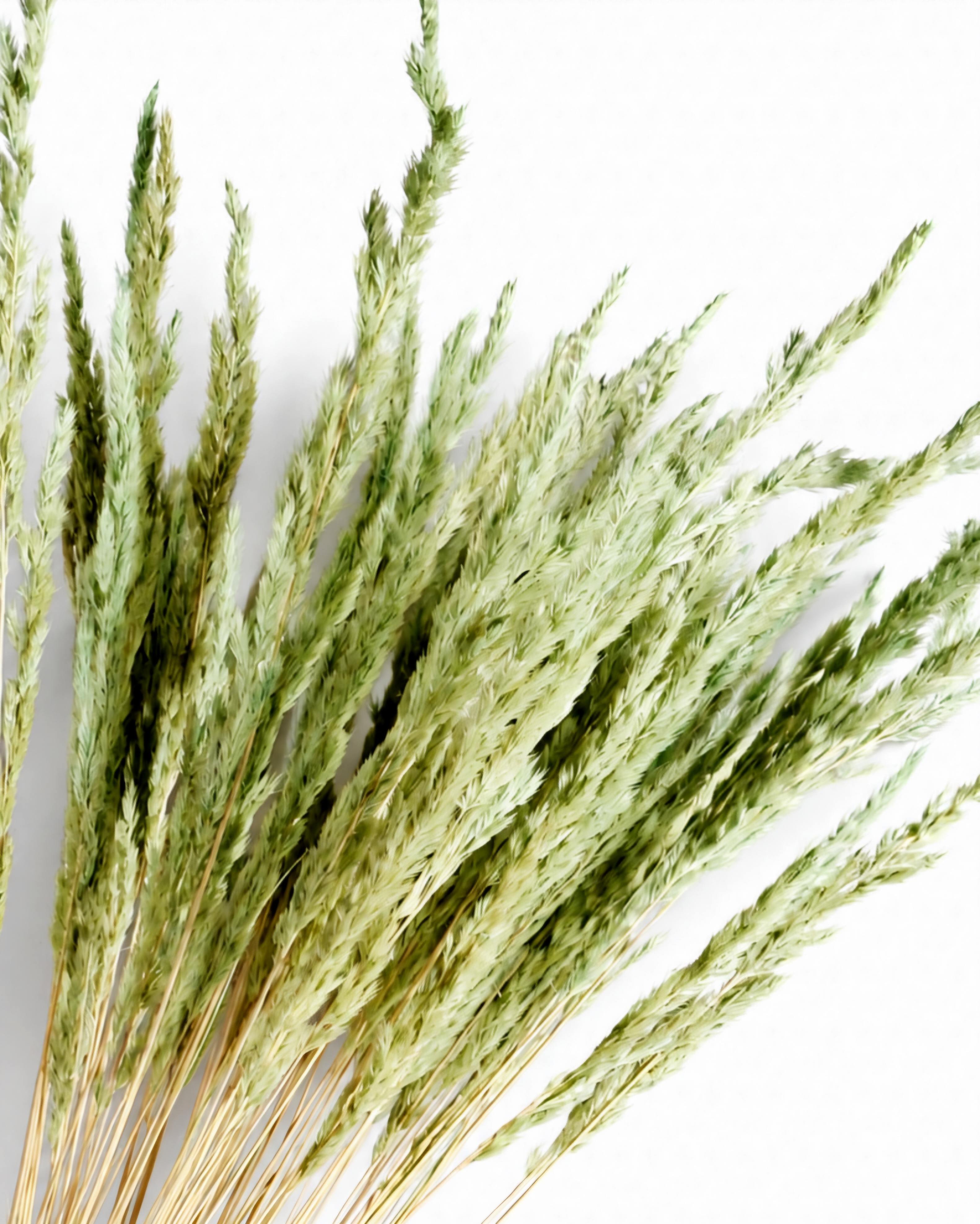 Detailed view of soft pastel light green Calamagrostis plumes showing fluffy texture against a clean white surface.
