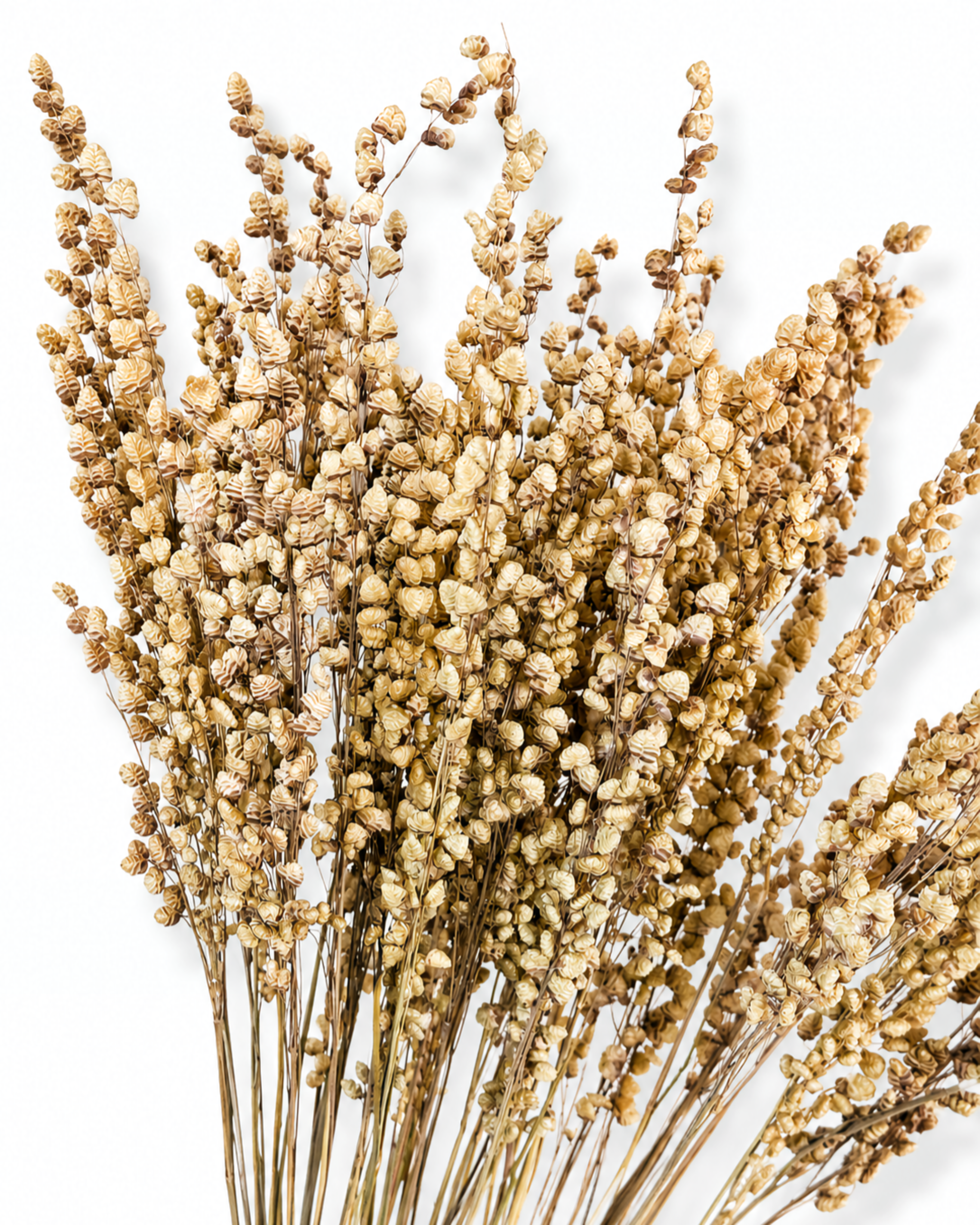 Premium natural dried briza grass quaking grass 50 stems bouquet for florist decor