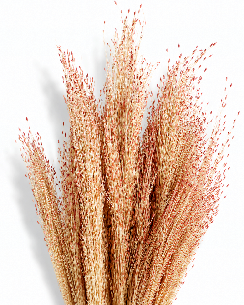 Dried Red Panicum Grass Stems - Warm Beige Tint