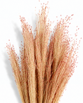 Dried Red Panicum Grass Stems - Warm Beige Tint