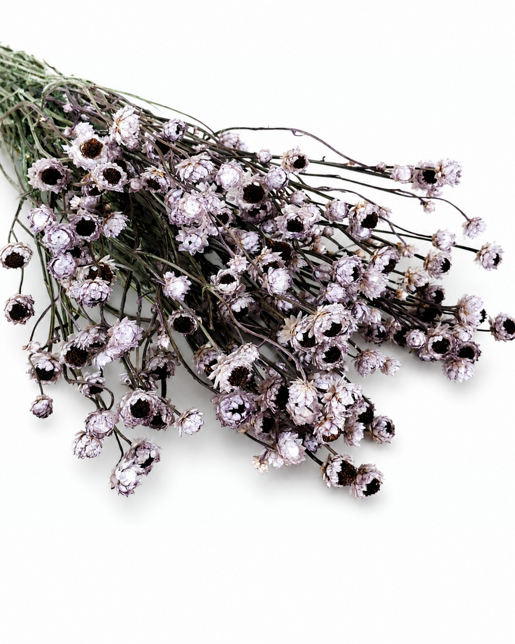 Premium stabilized lavender ammobium dried stems bulk pack for modern botanical floral arrangements