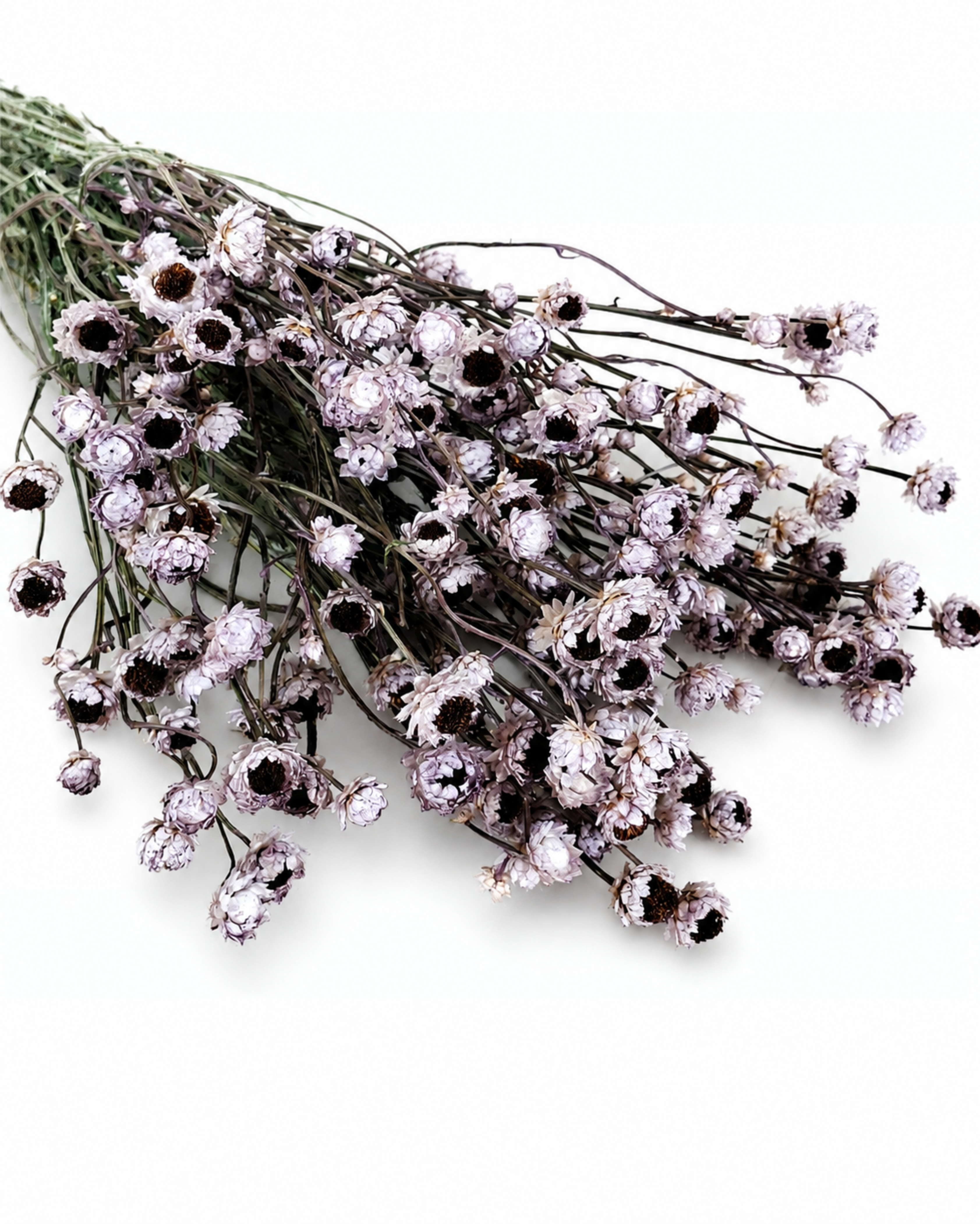 Premium stabilized lavender ammobium dried stems bulk pack for modern botanical floral arrangements