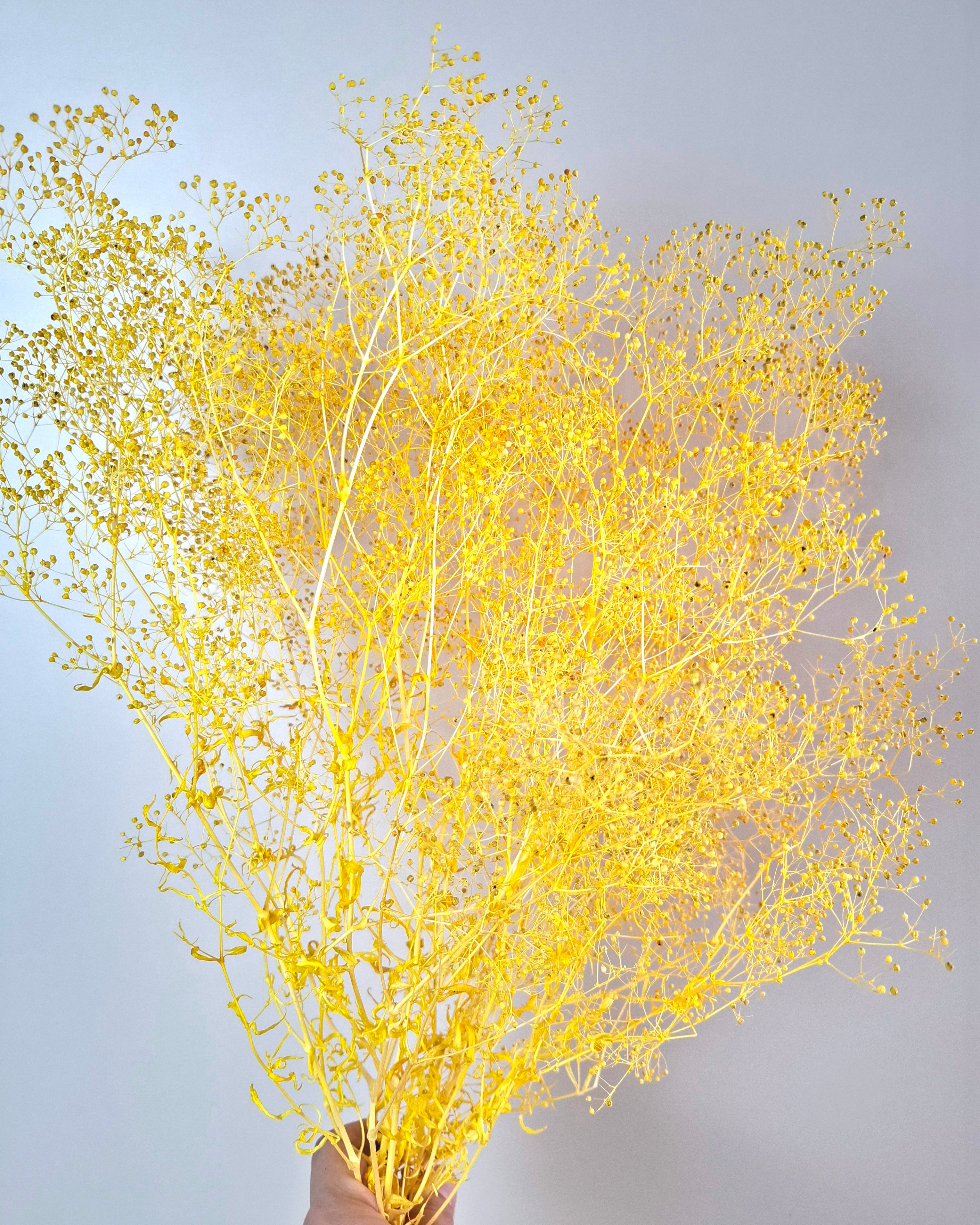 Yellow Preserved Gypsophila Stems