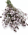 Lavender preserved ammobium stems 50g bunch with 50-55 cm length for minimalist Scandi interior decor