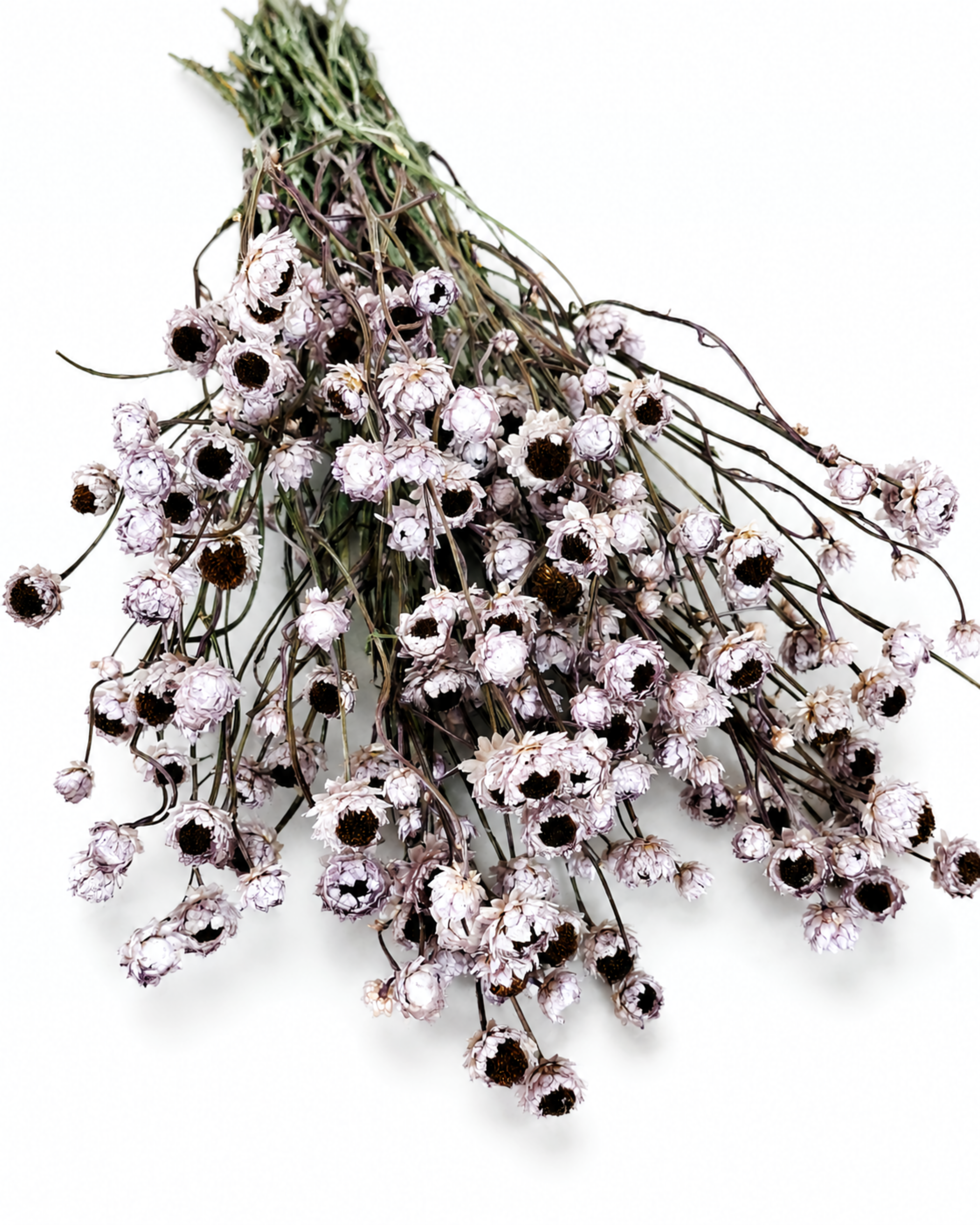 Lavender preserved ammobium stems 50g bunch with 50-55 cm length for minimalist Scandi interior decor