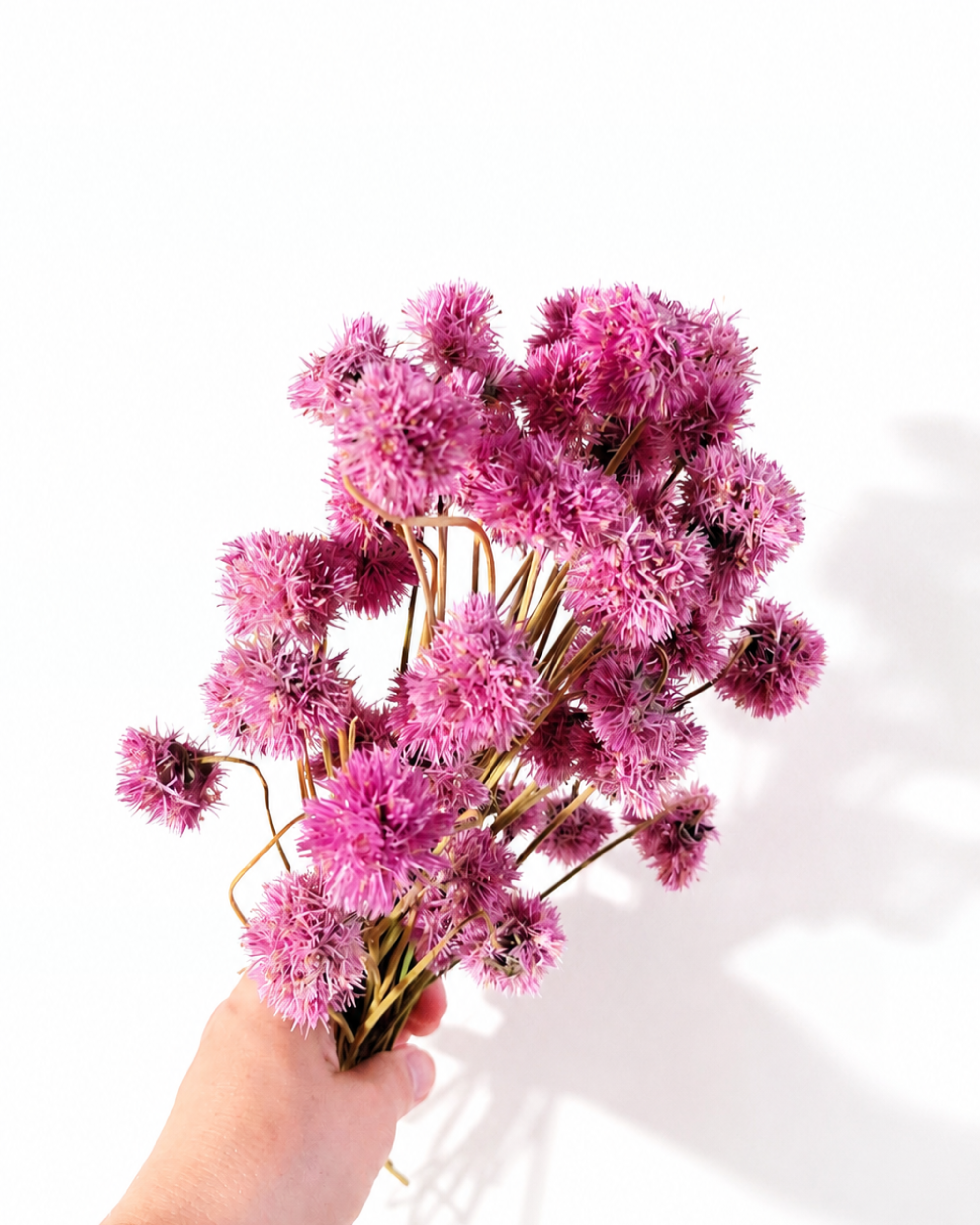 Premium dried pink Gomphrena stems natural global amaranth 50g bouquet for florist and resin art decor