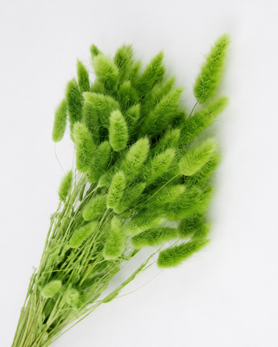 Light green Bunny Tail Grass