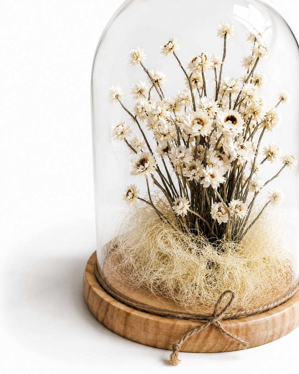 White Preserved Ammobium Under Glass Dome