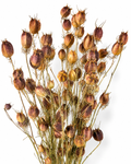 Preserved Nigella Pods