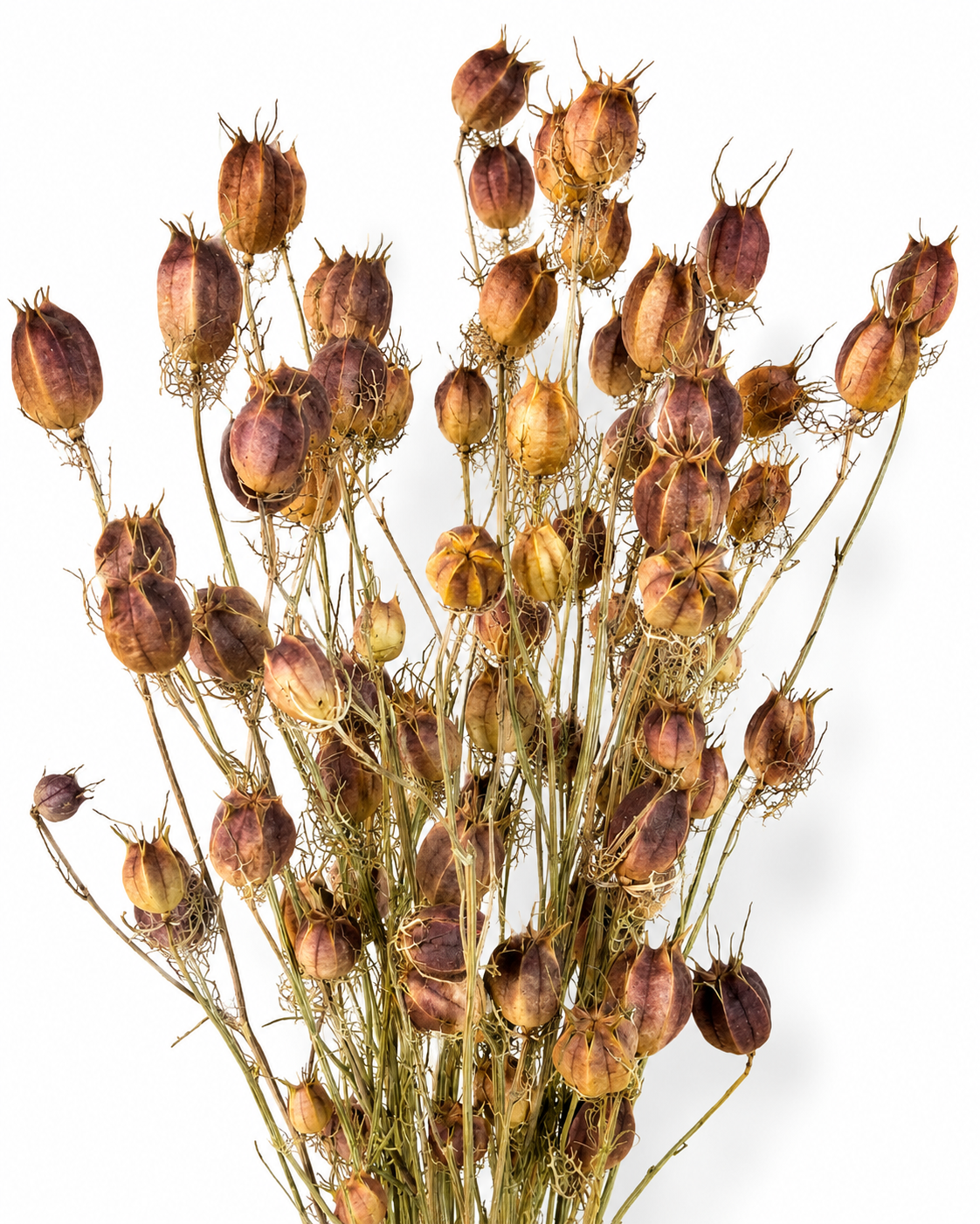 Preserved Nigella Pods