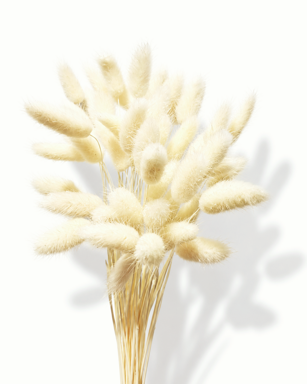 A bouquet of 50 preserved medium-sized bleached Lagurus stems standing upright, displaying full 40-45 cm length and creamy white plumes on a white backdrop.
