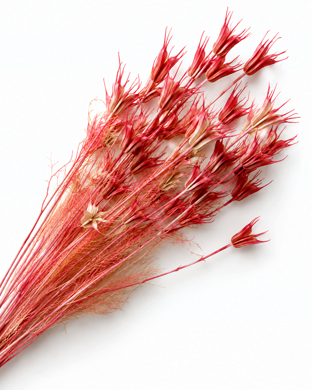 Generous bundle of vibrant coral pink dried Nigella orientalis stems arranged on a smooth white surface.
