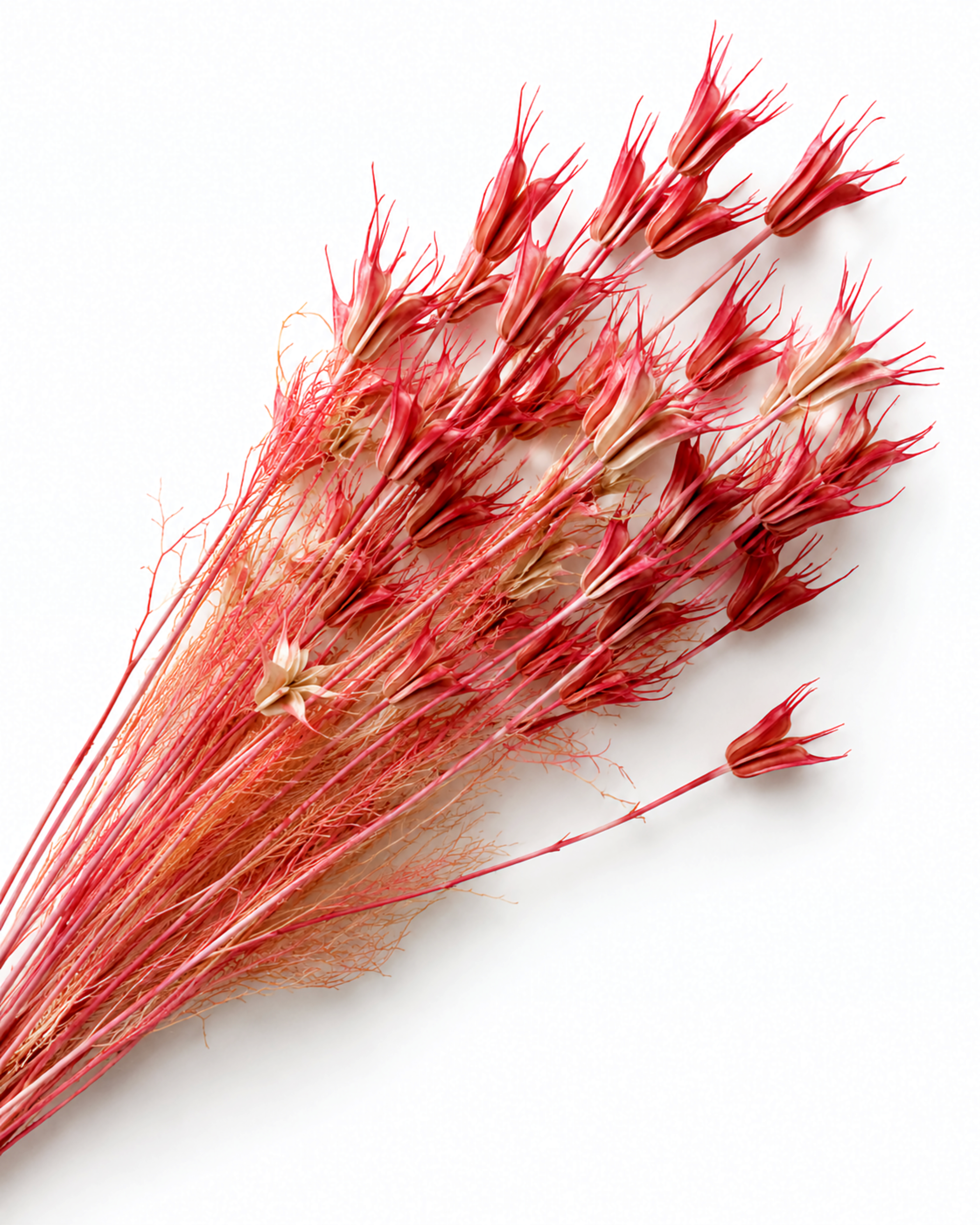 Generous bundle of vibrant coral pink dried Nigella orientalis stems arranged on a smooth white surface.

