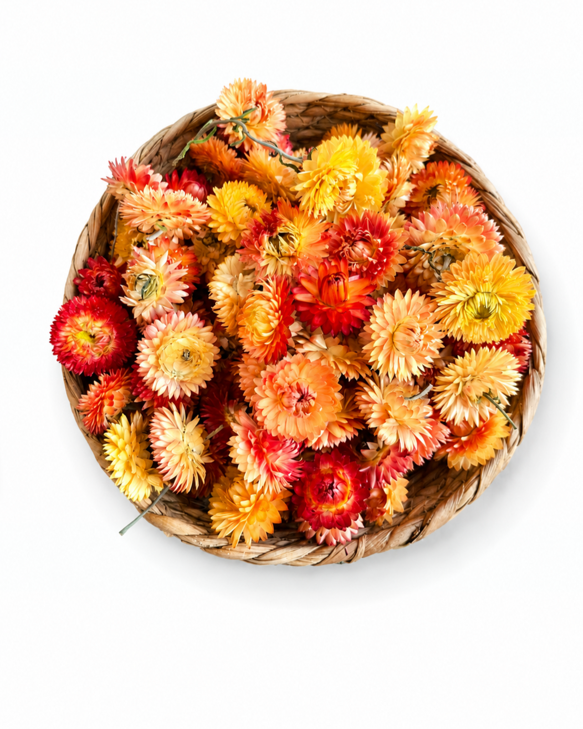 Top-down overhead view of vibrant orange, terracotta, and rust dried strawflower heads.
