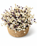 White & Dark Lilac Ammobium Basket