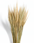 Natural Dried Barley Stems