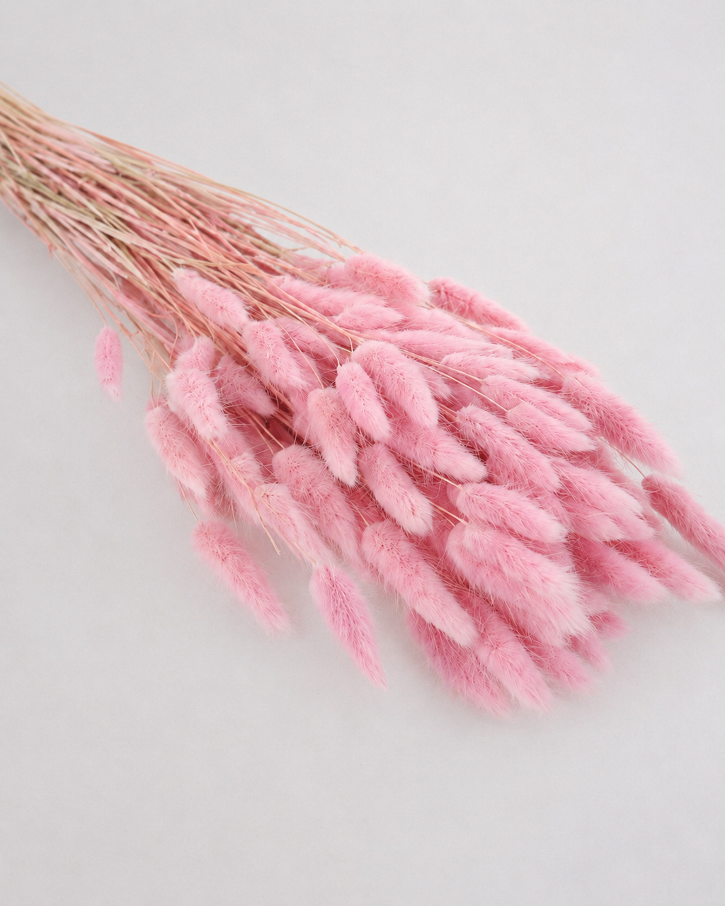 Pink Bunny Tail Grass