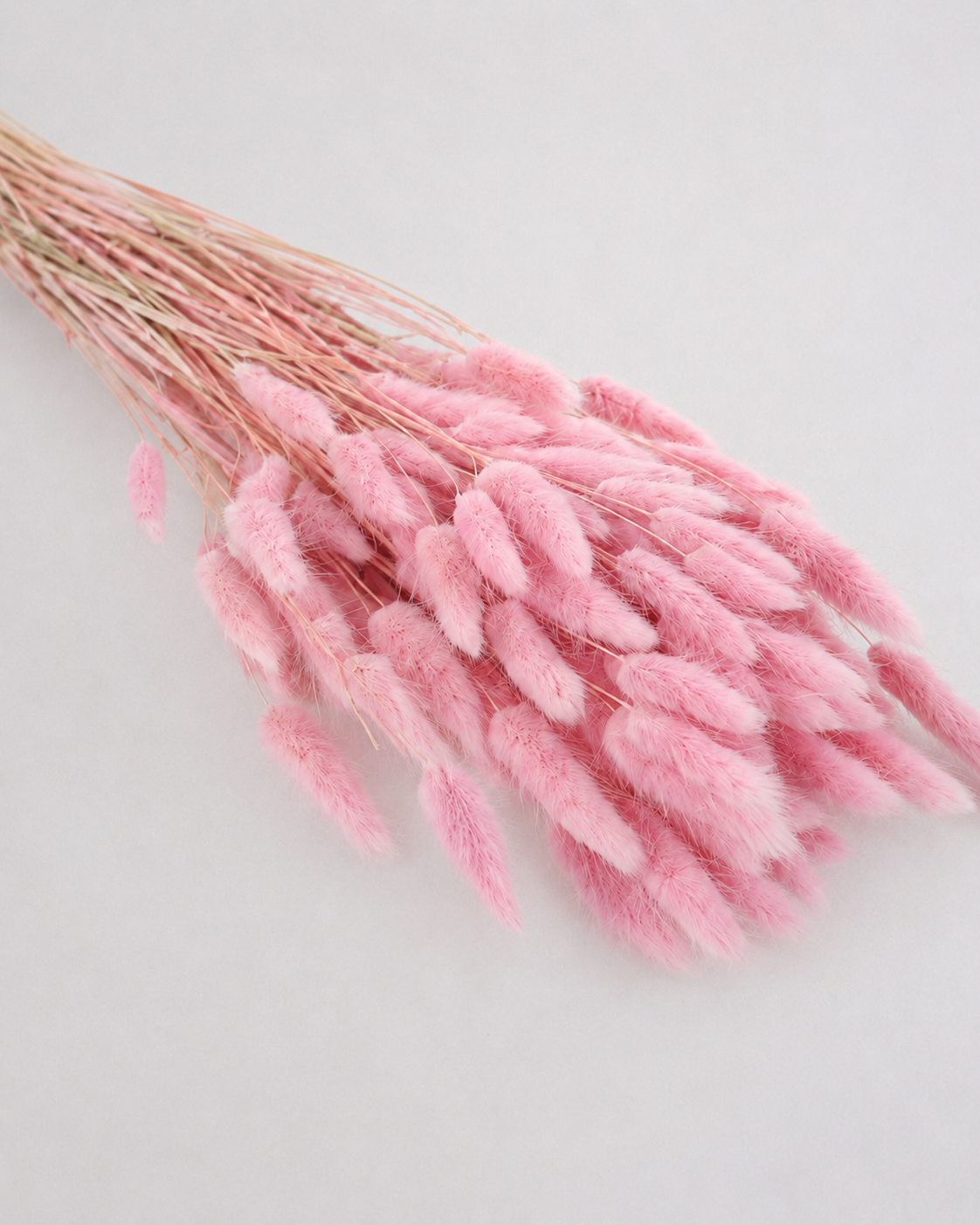 Pink Bunny Tail Grass