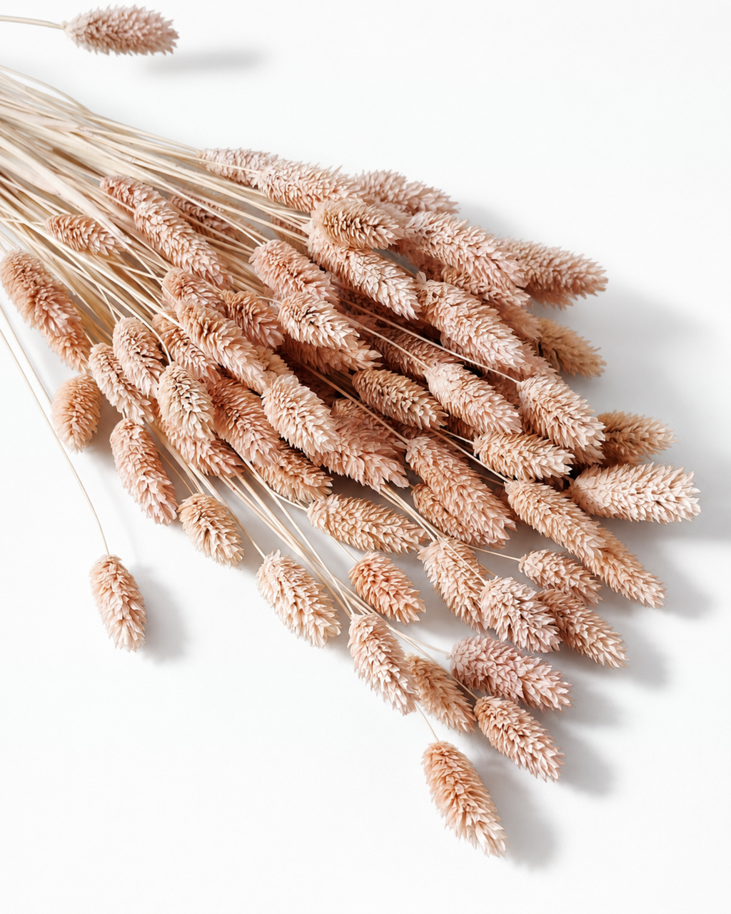 A tied bundle of preserved light peach Phalaris grass stems laid diagonally, highlighting its 40-60 cm stem lengths on a clean white background.
