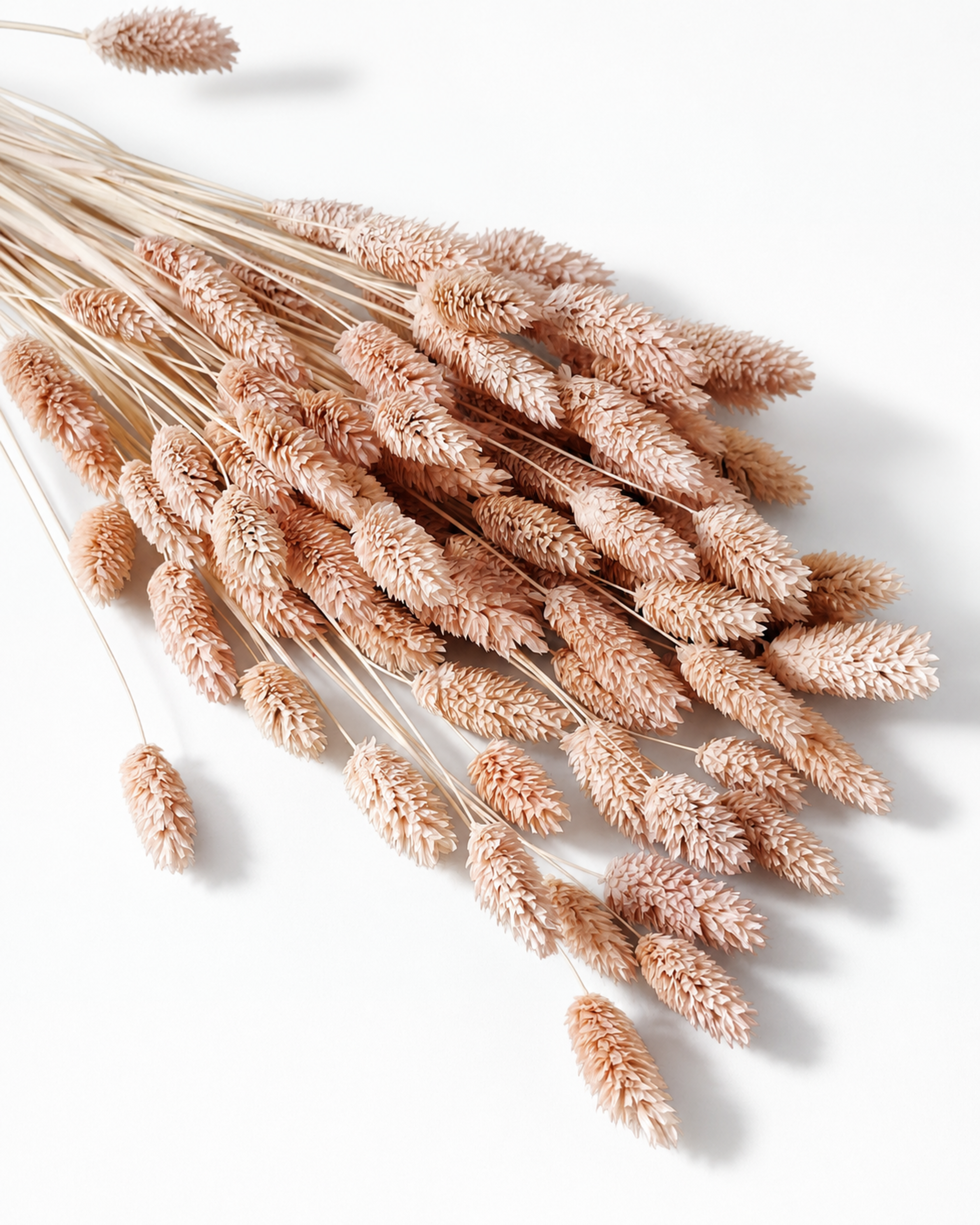 A tied bundle of preserved light peach Phalaris grass stems laid diagonally, highlighting its 40-60 cm stem lengths on a clean white background.
