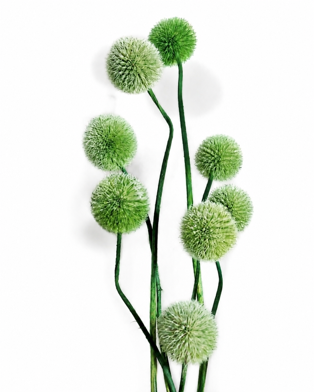 Green Globe Thistle Stems