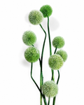 Green Globe Thistle Stems