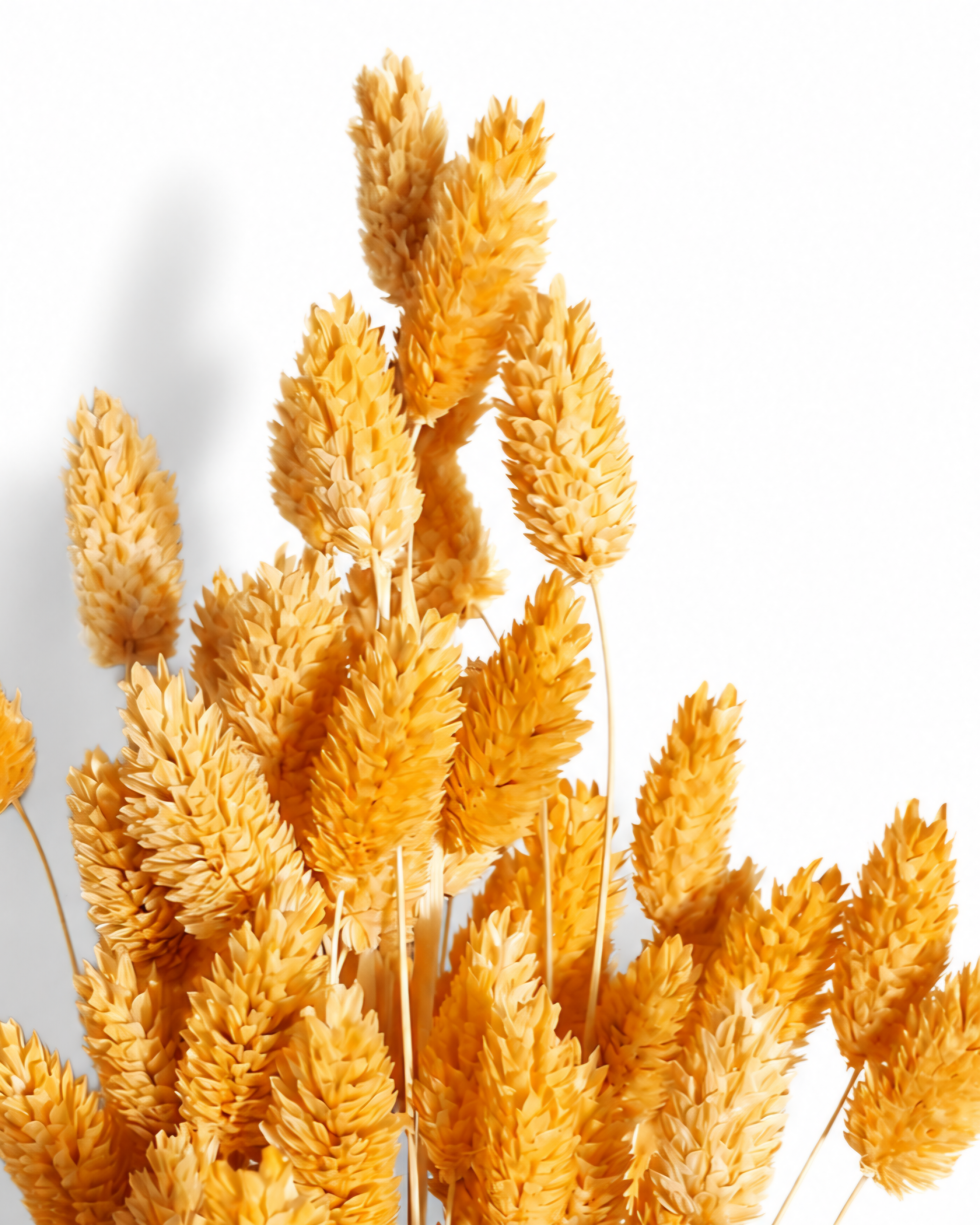 Macro photograph of soft light orange preserved Phalaris seed heads showing fine botanical texture against a white background.
