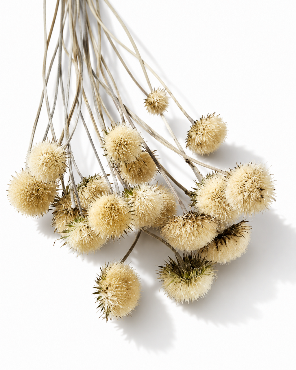 Natural Dried Thistle Stems