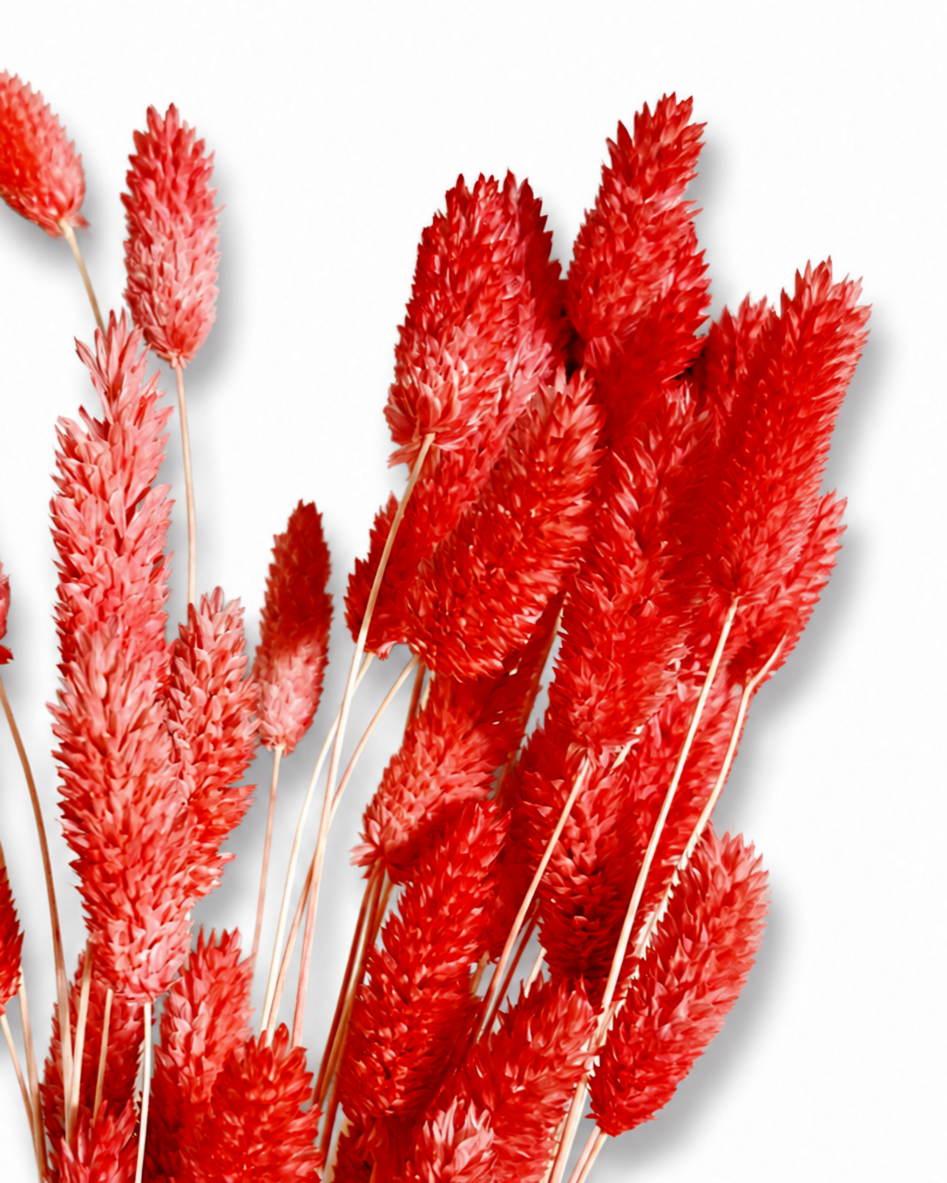 Detailed macro photo of vivid coral-red Phalaris seed heads displaying fine botanical texture in soft studio light.
