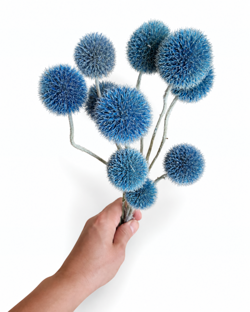 Hand holding a bundle of 10 dried blue Echinops globe thistle stems.
