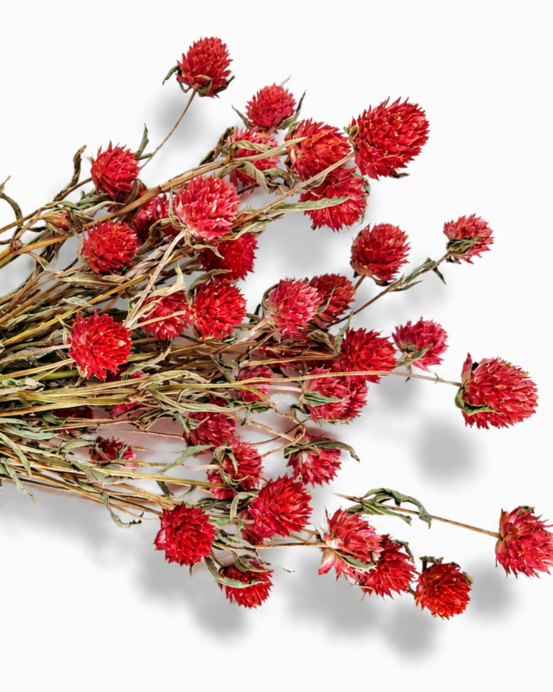 Red Dried Gomphrena Stems