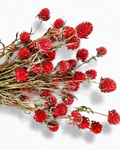 Red Dried Gomphrena Stems