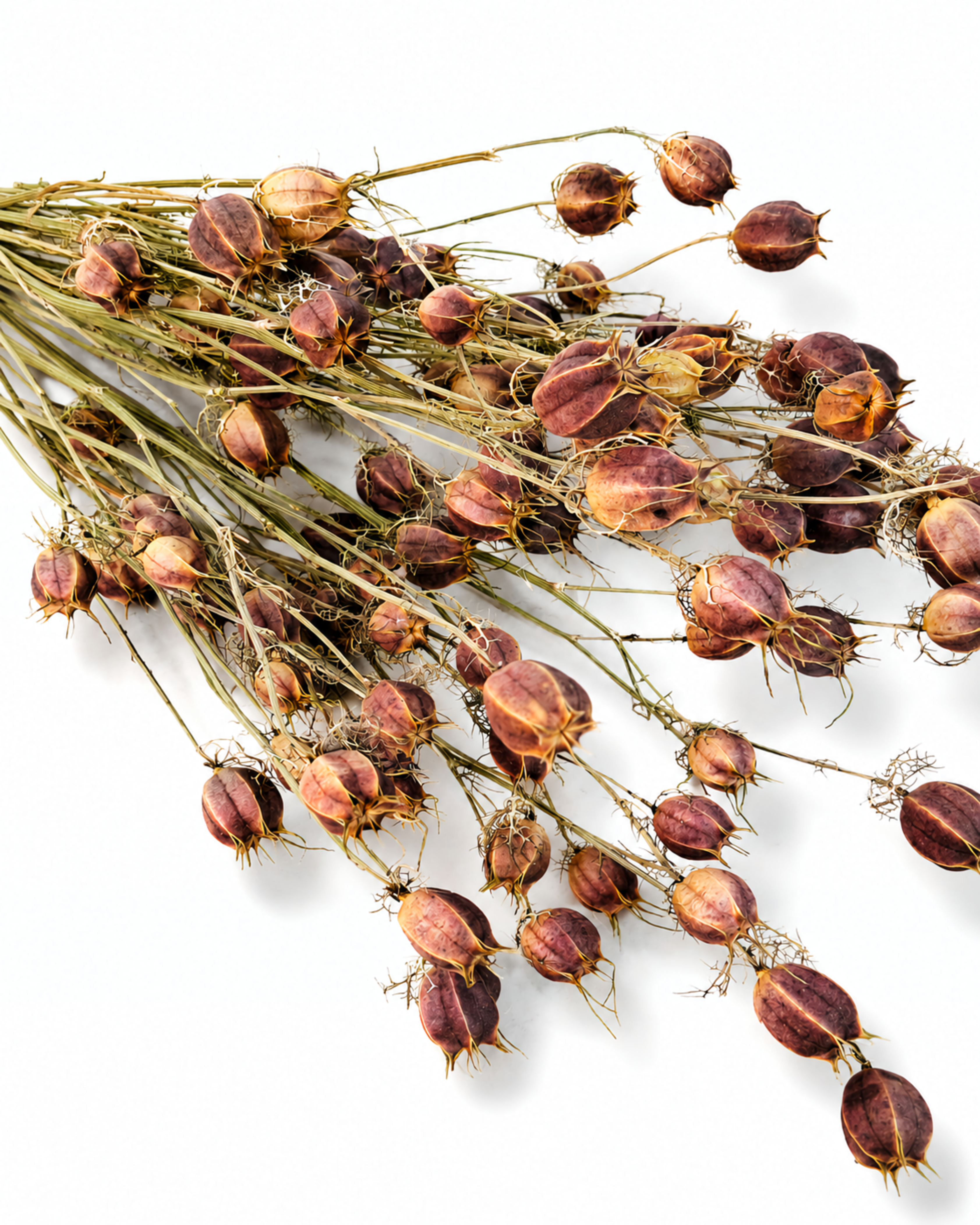 Flat lay perspective of a 10 stem bundle of dried natural Nigella Damascena seed pods on a white background.
