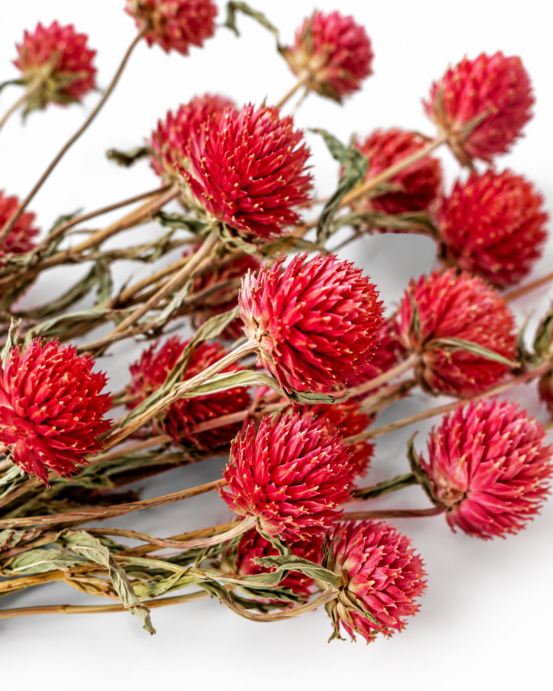 Red Dried Gomphrena Stems