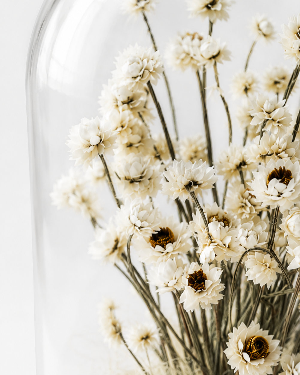 White Preserved Ammobium Under Glass Dome