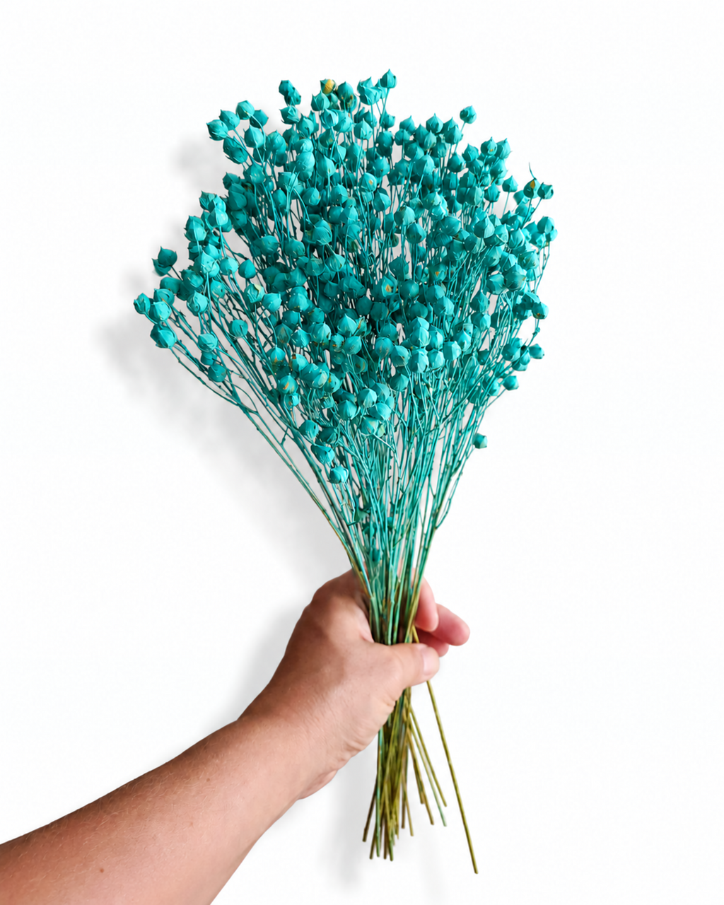 Soft and flexible stabilized turquoise Linum flower stems with tiny round seed pods, 50g bundle for coastal interior styling.

