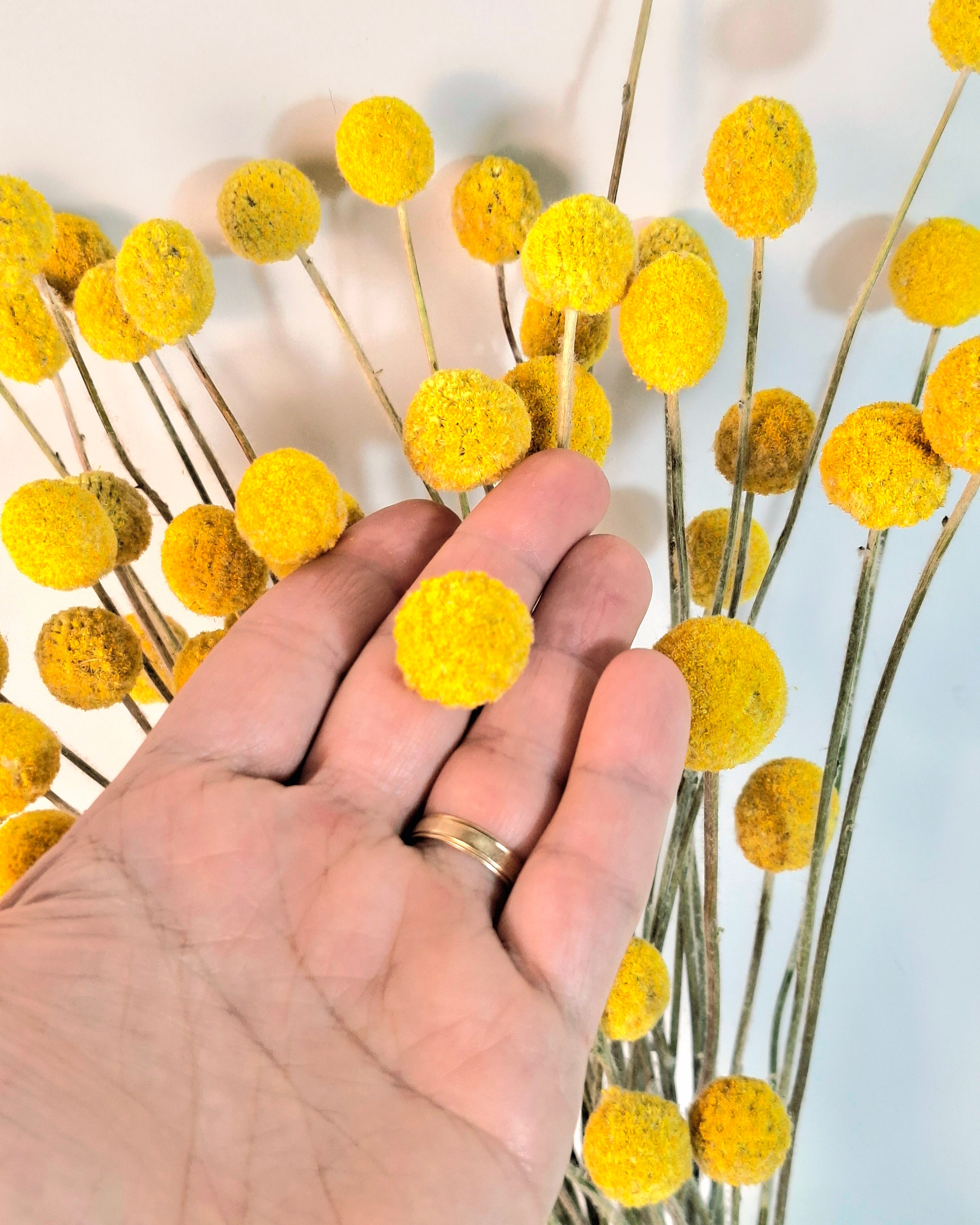 Yellow Craspedia Stems